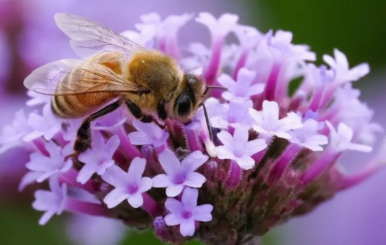 蜜蜂为什么有辨认方向的能力