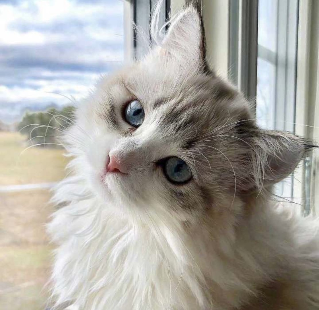 广东女孩推门夹死小猫遭网暴，家长将带她看心理医生，此事我们该反思什么？