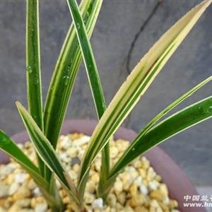 香妃草的生长习性