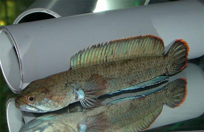 请问这是什么鱼？体形不大，肉食性的，会在地上用鱼鳍扒地跑。。