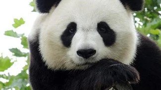 给大熊猫当铲屎官要求肱二头肌发达，为什么会有这样的要求？