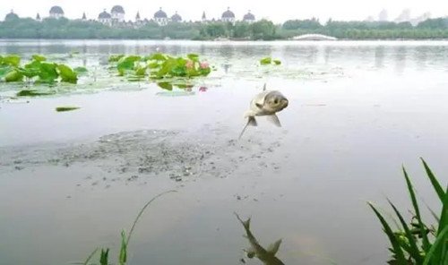西安一湖内惊现“鲤鱼跃龙门”，是否与地震有关？