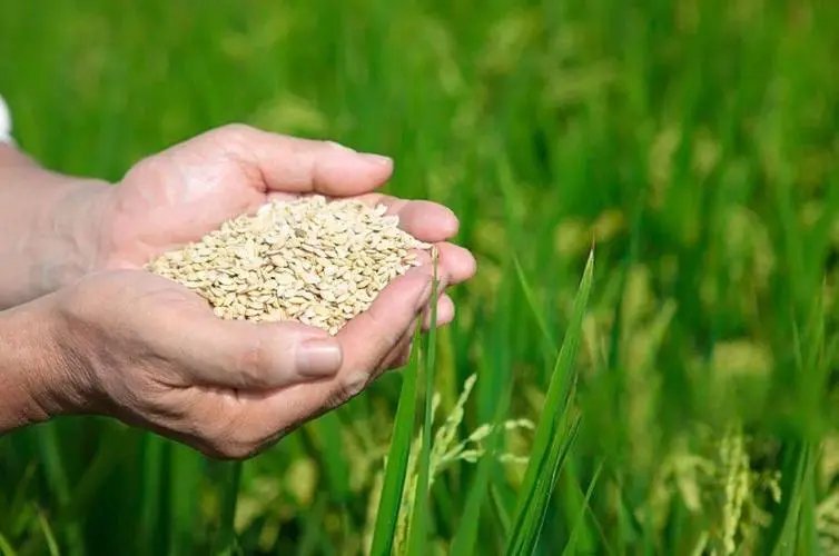 中国产粮第一大省端牢中国饭碗，粮食安全如何保障？