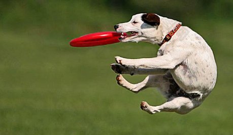 飞盘用英语怎么说