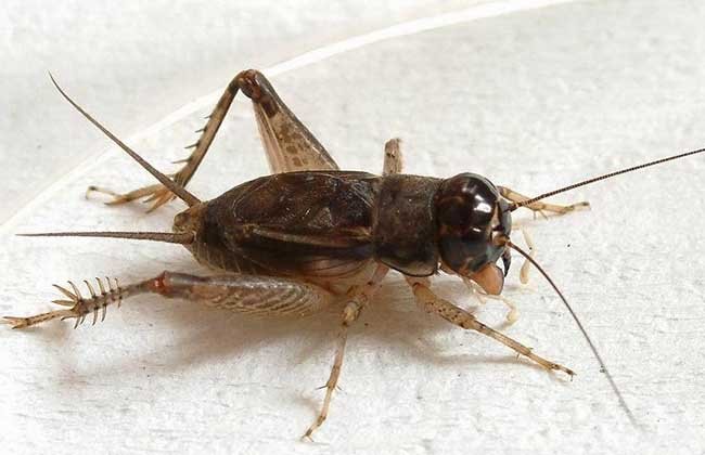 蝈蝈和蟋蟀有什么区别吗？