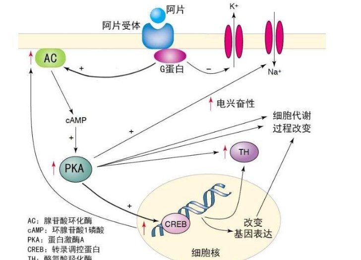 属于合成阿片类新精活性物的是什么？