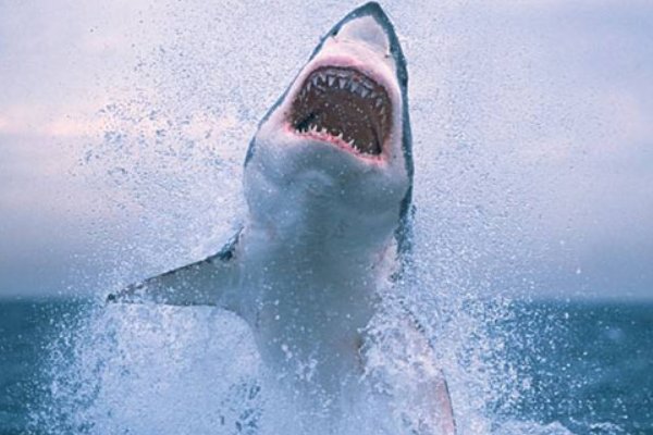 最好看的鲨鱼电影
