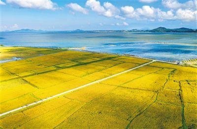 “海水稻”新米要上市了，海水稻有何优势？