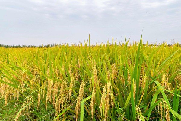 金秋十月的好词好句