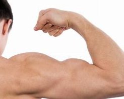 biceps是什么意思