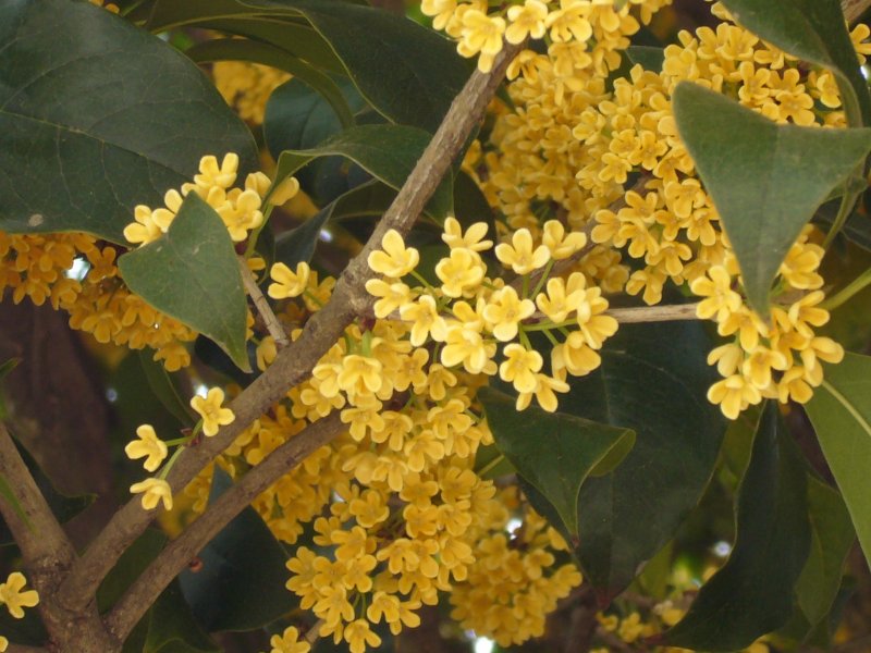 10个有关桂花的神话