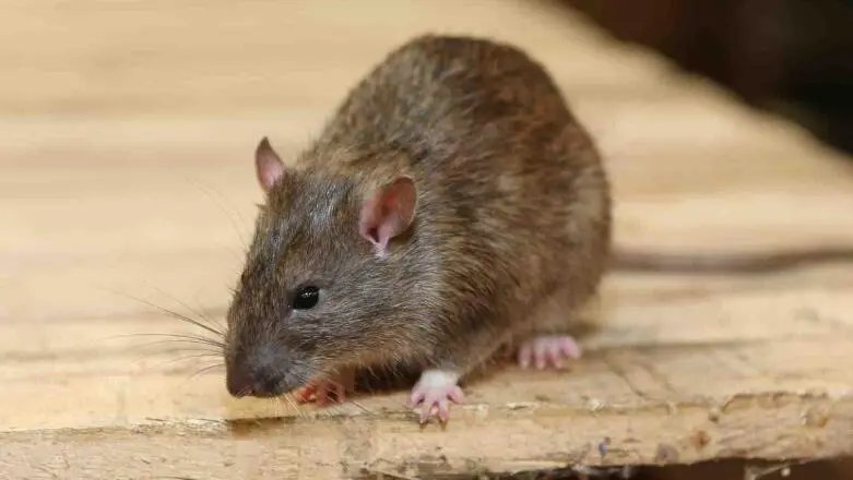 四川一老鼠盗窃肉铺老板1800多元现金建“豪宅”，事情的经过是怎样的？