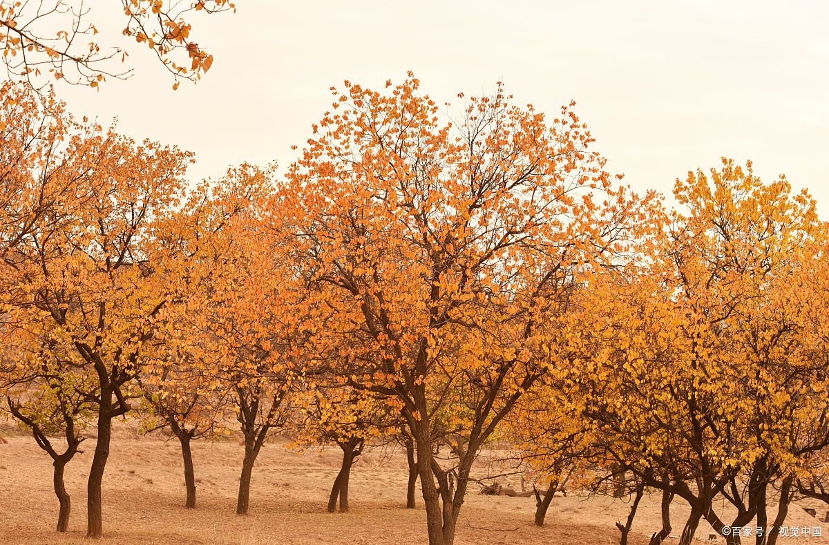 洛卡的树叶童话结局是什么？