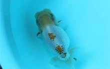 常见观赏鱼种类与价格