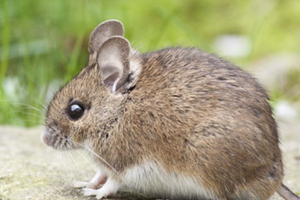 84年属什么的生肖