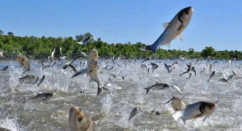 西安一湖内惊现“鲤鱼跃龙门”，是否与地震有关？