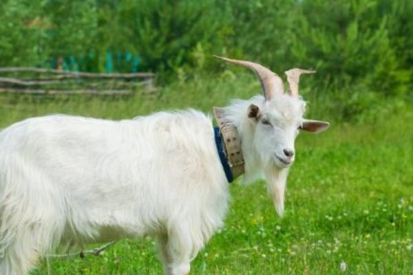 头生角是什么生肖