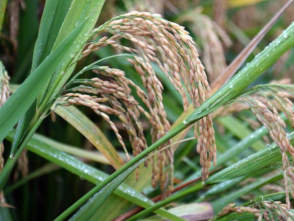 杂交水稻什么时候问世