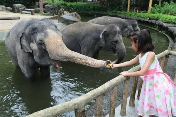 游客喂大象，却被大象卷起暴摔，如何正确喂养动物？
