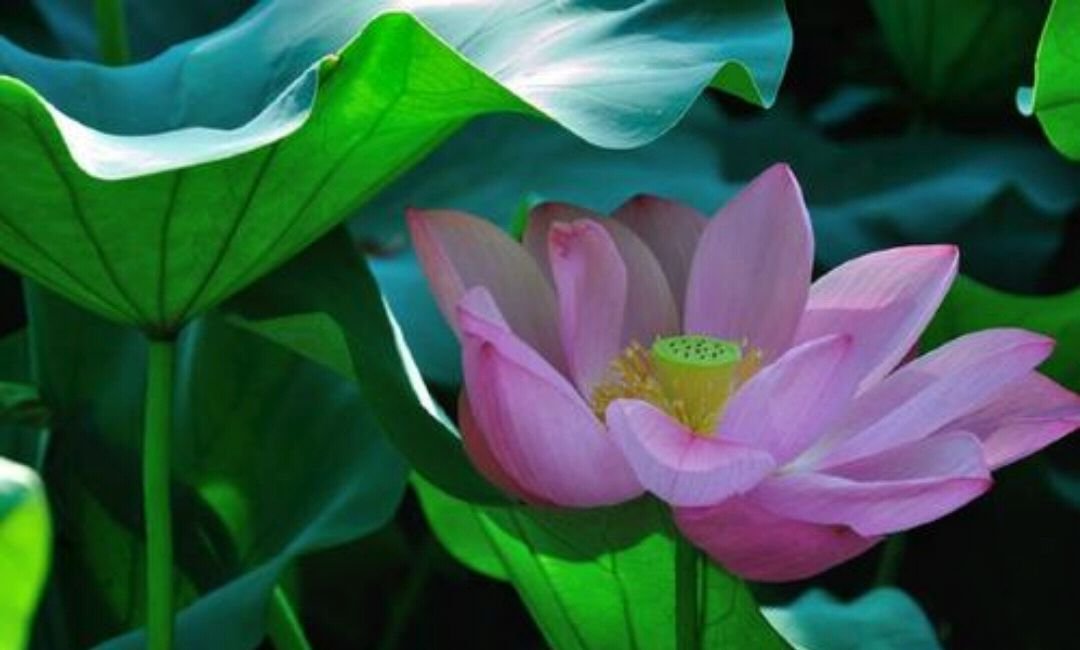 乐于奉献的名言警句并写出其作者或出处