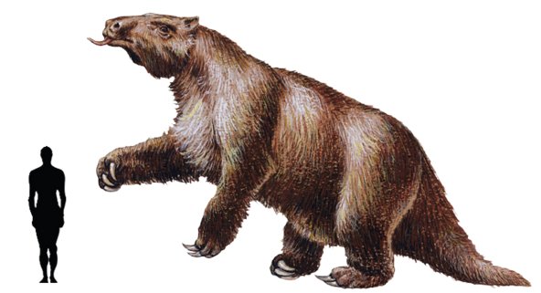 巴西三带犰狳的栖息环境