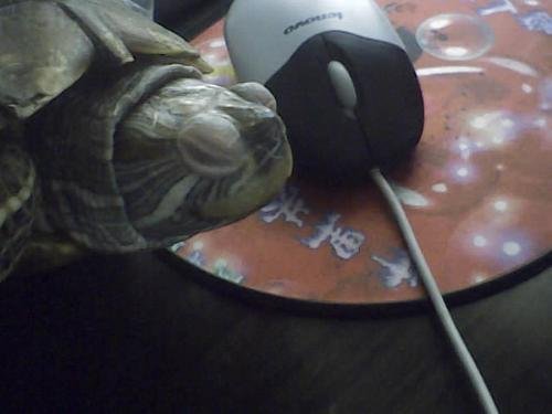 我的巴西龟眼皮上好像有一层白膜，那是什么。怎么办啊？