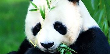 给大熊猫当铲屎官要求肱二头肌发达，为什么会有这样的要求？