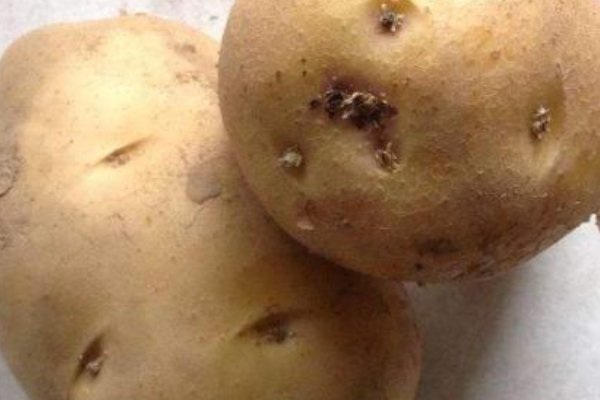 土豆发电的原理