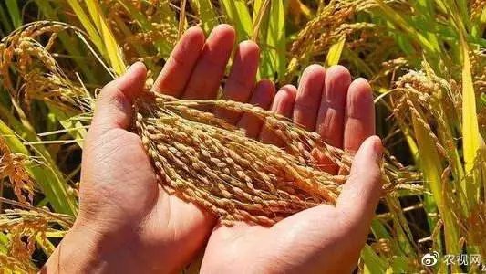 中国产粮第一大省端牢中国饭碗,粮食安全如何保障?