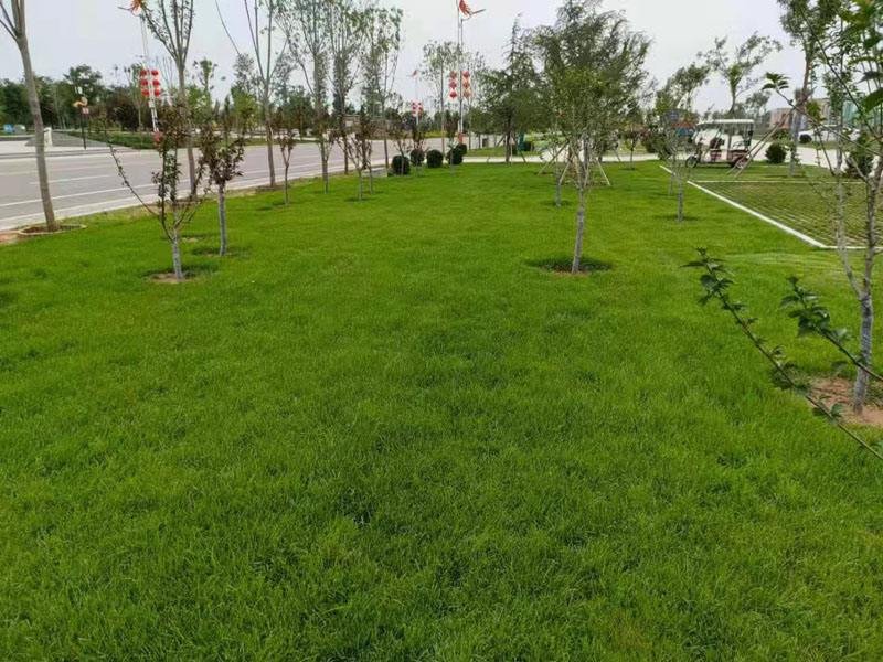 草皮多少钱一平方