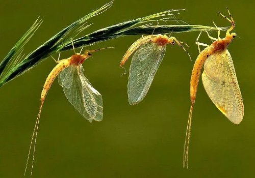 湖南沅江大桥上铺天盖地都是飞虫，这些飞虫会对农田带来威胁吗？