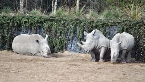 全球仅剩一只的动物是什么？