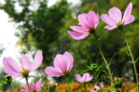 flowers什么意思？在线翻译有道词典