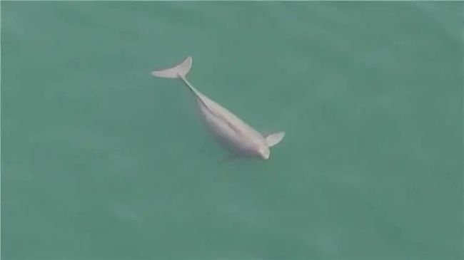 湖北无人机意外拍到怀孕江豚，正悠闲“养胎”！江豚有多稀缺？
