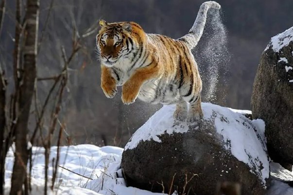 在吉林，深夜路遇东北虎隔车窗与人对视，不幸遇到猛兽袭击应该如何自救？