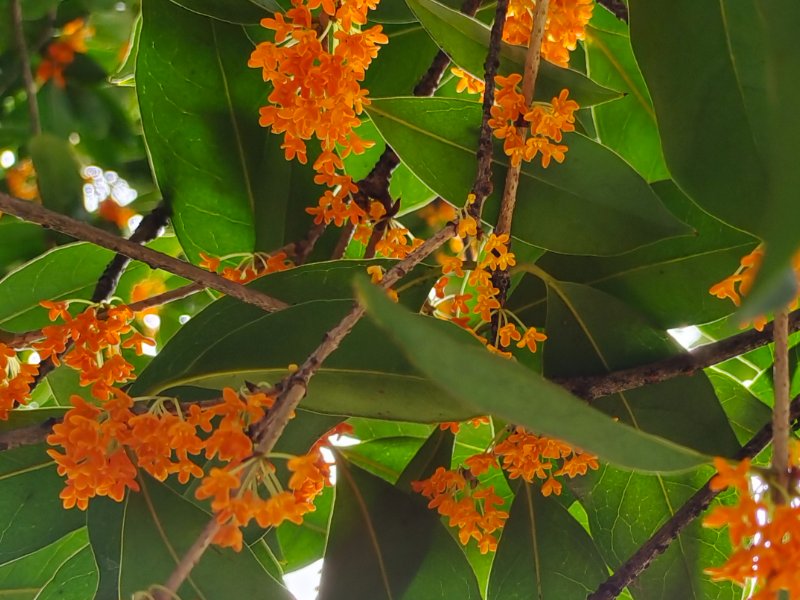 10个有关桂花的神话