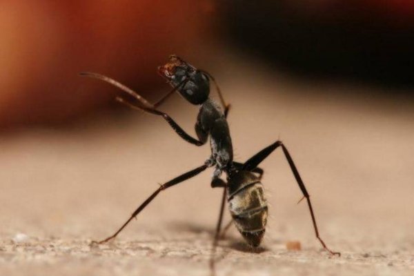 11月18日蚂蚁答案是什么