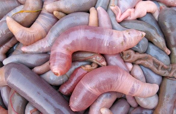 什么是单环刺螠？