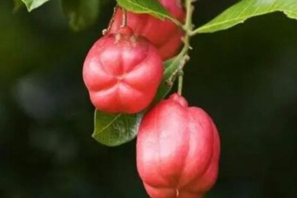 10种最吓人的水果