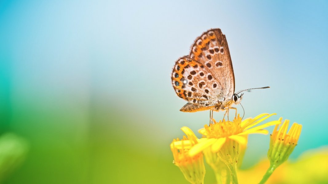 蝴蝶翅膀上的粉末是什么作用