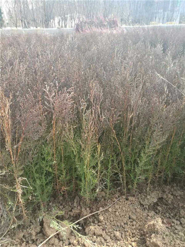 侧柏树多少钱一株 侧柏苗价格 侧柏苗哪里