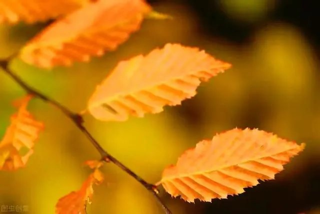 金色枫叶代表什么意思