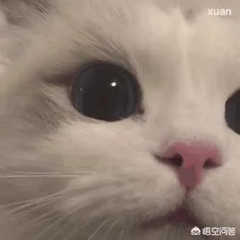 有没有搞笑的猫咪图片，分享一下？