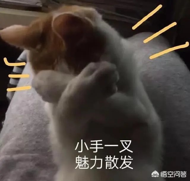 有没有搞笑的猫咪图片，分享一下？