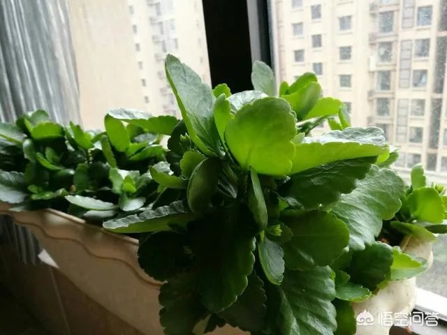 可以拿玻璃花盆养花吗