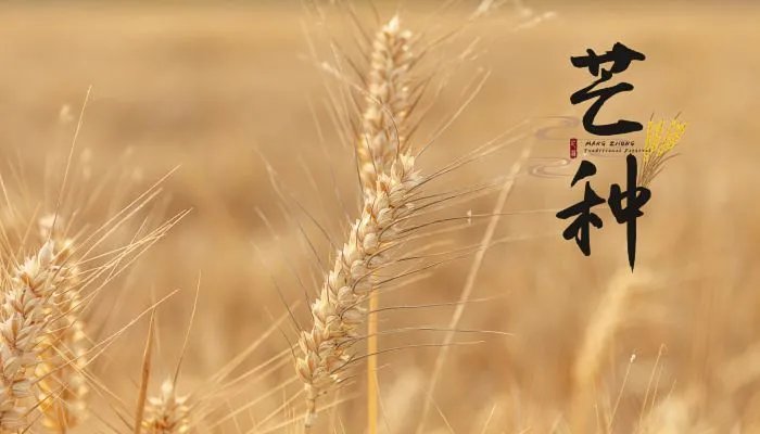 芒种节气习俗有哪些 芒种节气有什么讲究