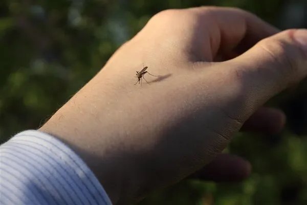 为什么打死蚊子不见血了