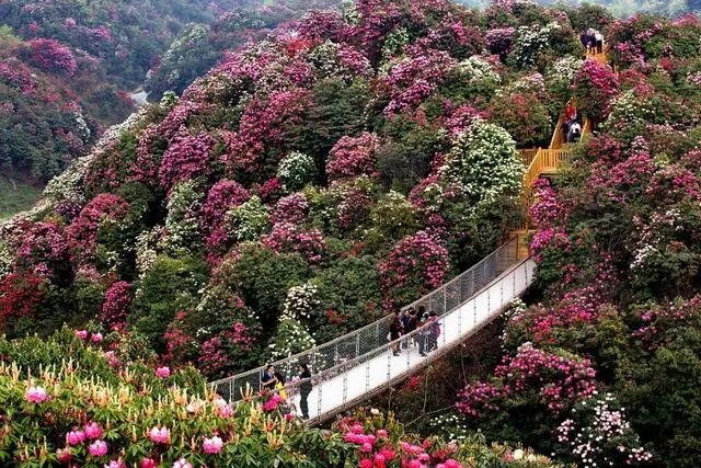 你知道中国百里杜鹃花都在哪里吗？