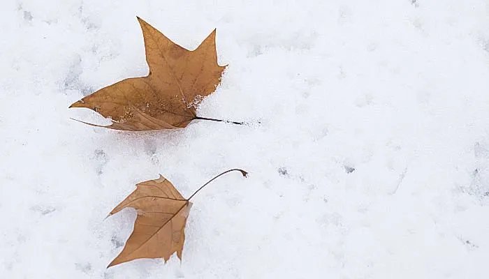 天气转凉的关心问候语短信 天气变冷短信问候语简短最新