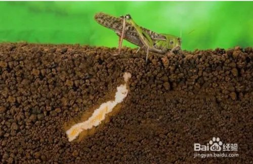 蝗虫的天敌是什么?